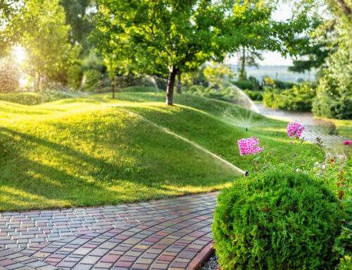 5 Important Reasons For Summer Lawn Maintenance In 2023
